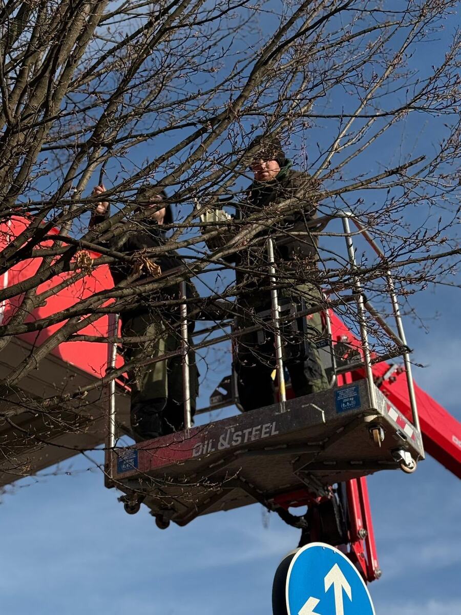 Zwei Mitarbeiter von Gies & Reitz schneiden von einer Hubarbeitsbühne aus die Äste eines Baums